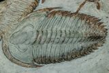 Lower Cambrian Trilobite (Longianda) - Issafen, Morocco #177334-2